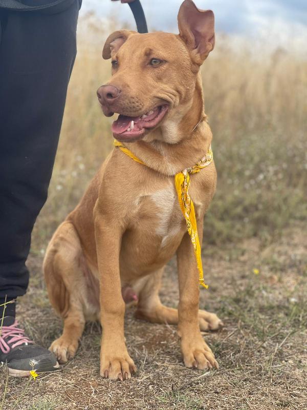 Beep, cucciolone mix pitbull 7 mesi Foto 6